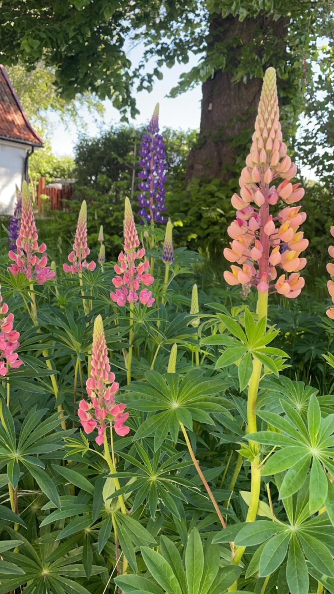 Trennegården B&B Mjöhult Eksteriør bilde